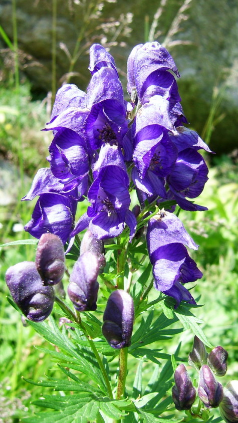 Flora Alpina delle Alpi Occidentali